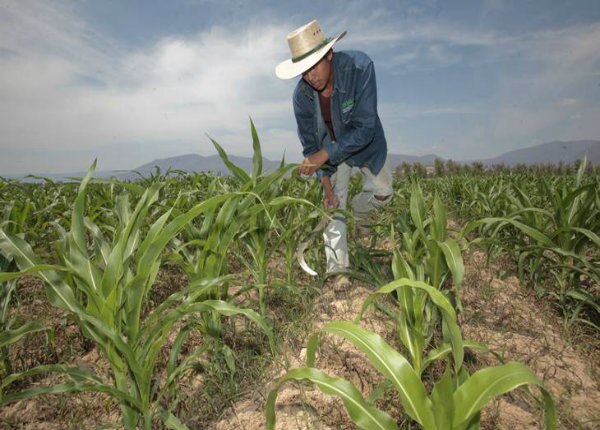 Apoyan con insumos a campesinos