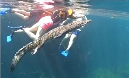 Panchito, el cocodrilo que nada con turistas en un cenote de Tulum