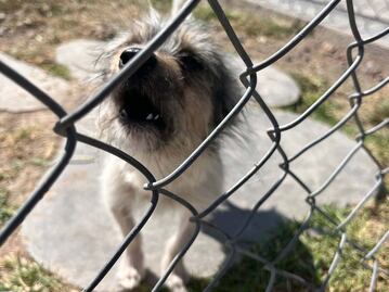 Suman 440 denuncias de maltrato animal en Querétaro 