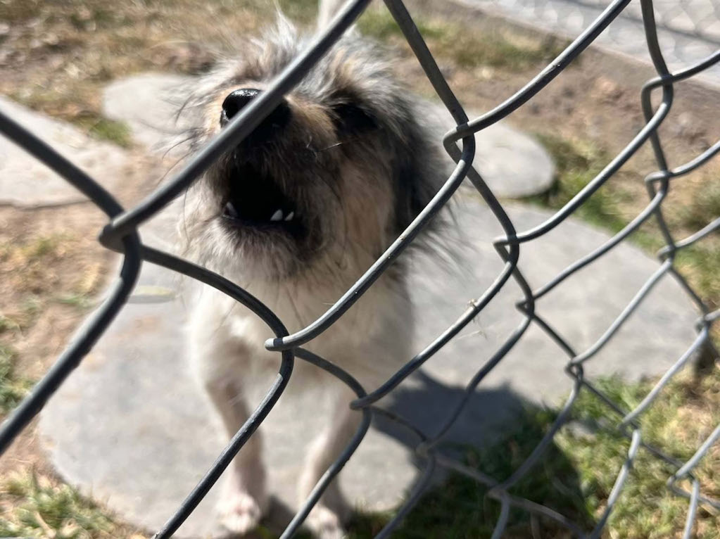 Suman 440 denuncias de maltrato animal en Querétaro