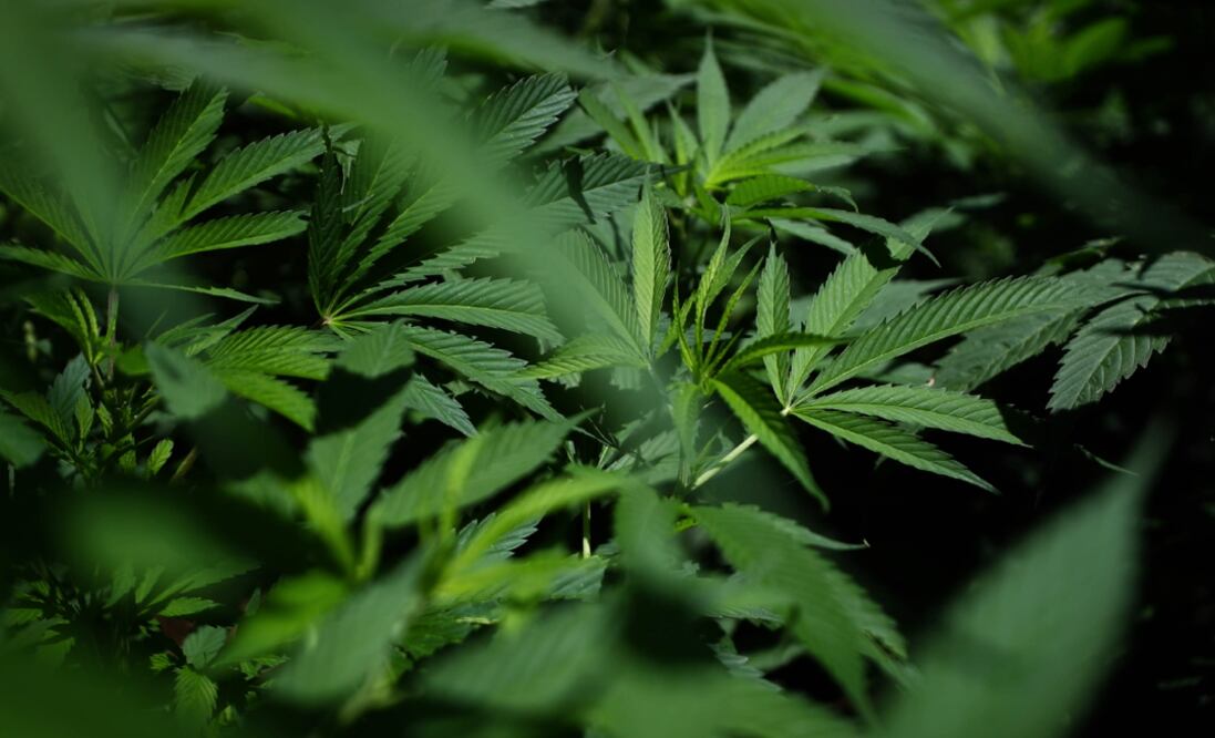 No sólo contra Covid-19: La marihuana también ataca al cáncer y estas enfermedades, dice experto