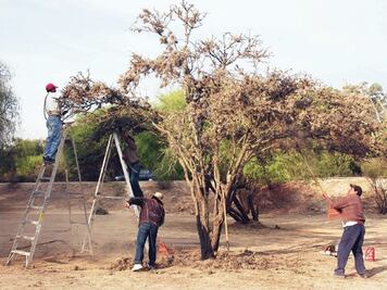 Combaten la plaga de paxtle 