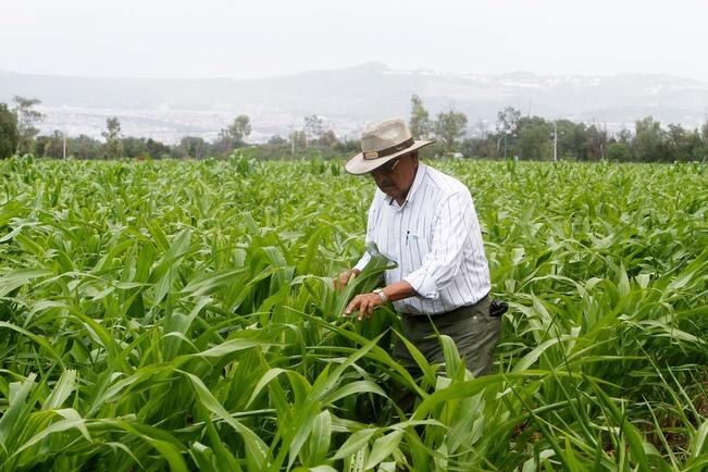 El legislador José González dijo que la mayoría de lo cosechado es exportado a estados vecinos.
