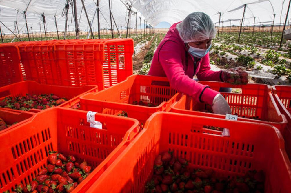 La empresa tiene siete hectáreas en uso productivo, de las cuales se extrae un promedio de dos toneladas de fresa por semana (RICARDO LUGO. EL UNIVERSAL)