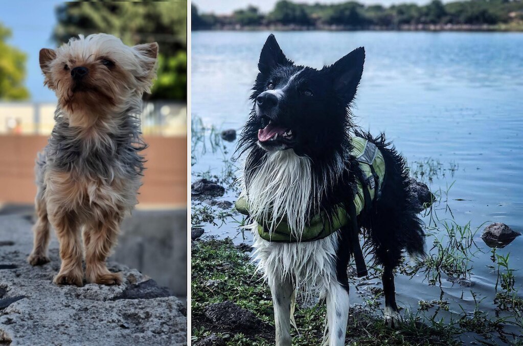 Esto tomó en cuenta la jueza para dictar 10 años de cárcel por la muerte de Athos y Tango