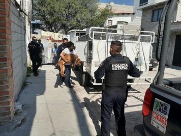 Desarticulan criadero de pitbulls; eran empleados para peleas