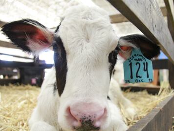 Aprender a convivir con los animales