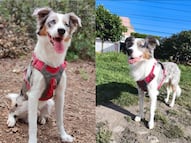 Buscan al perrito Luck en Querétaro; se perdió el 11 de febrero