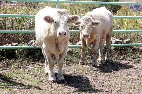 Analizan plan para disminuir robo de ganado en la entidad