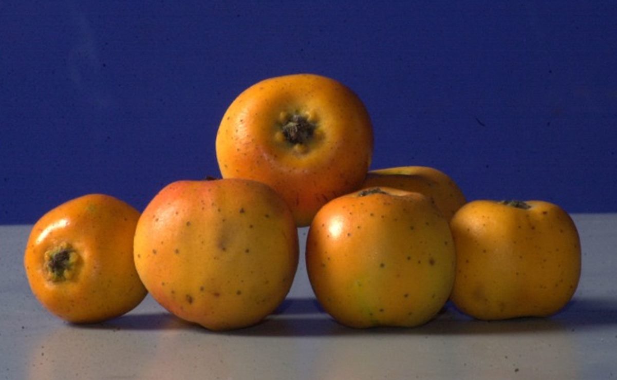 Tejocote, el fruto del ponche navideño que cura lo “chipil”. Foto: Archivo EL UNIVERSAL