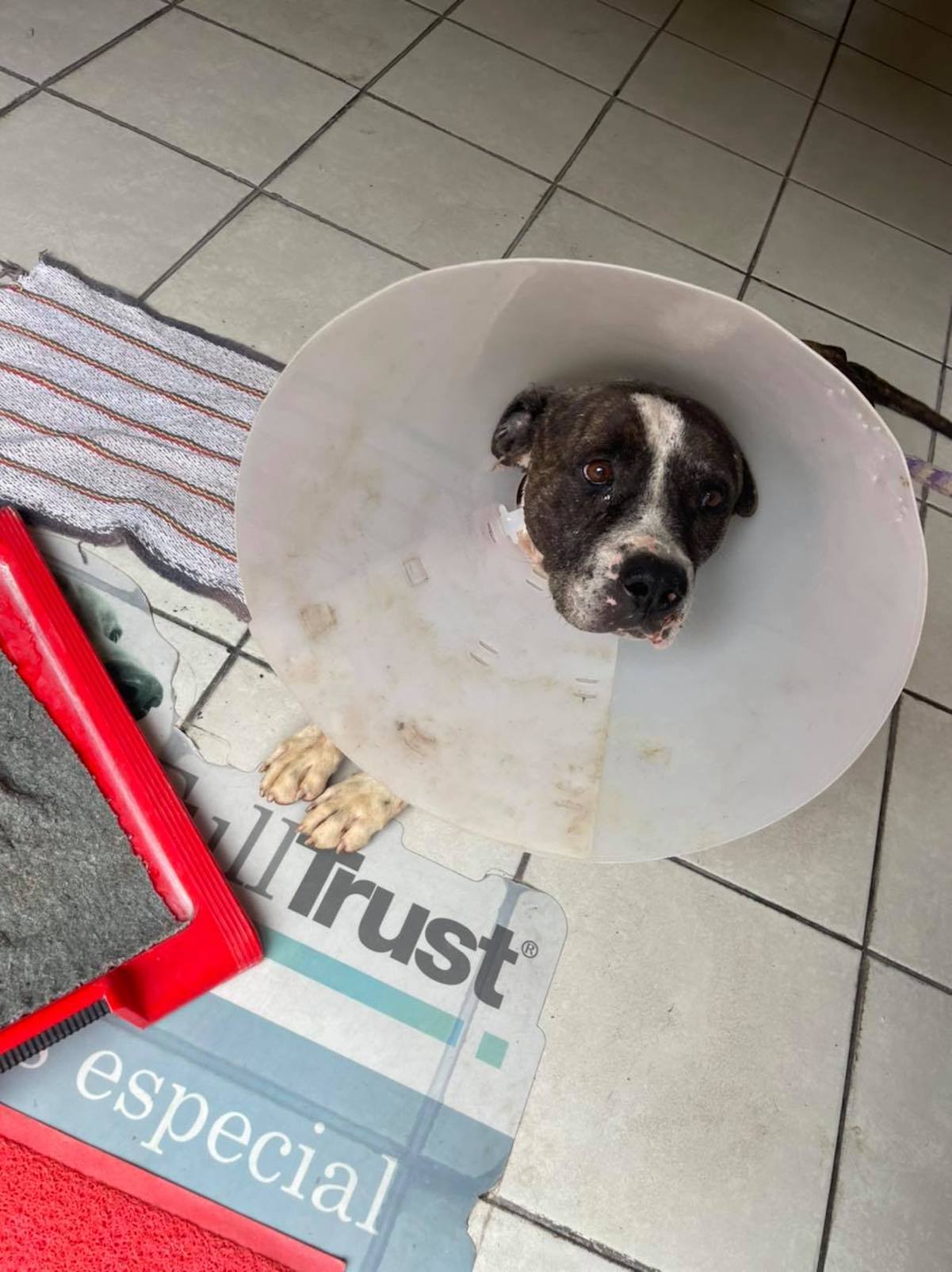 Lanzan petición en change.org; piden justicia para Magdaleno, el perrito macheteado en Querétaro