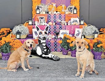 Sorprenden con altar para difuntos peludos