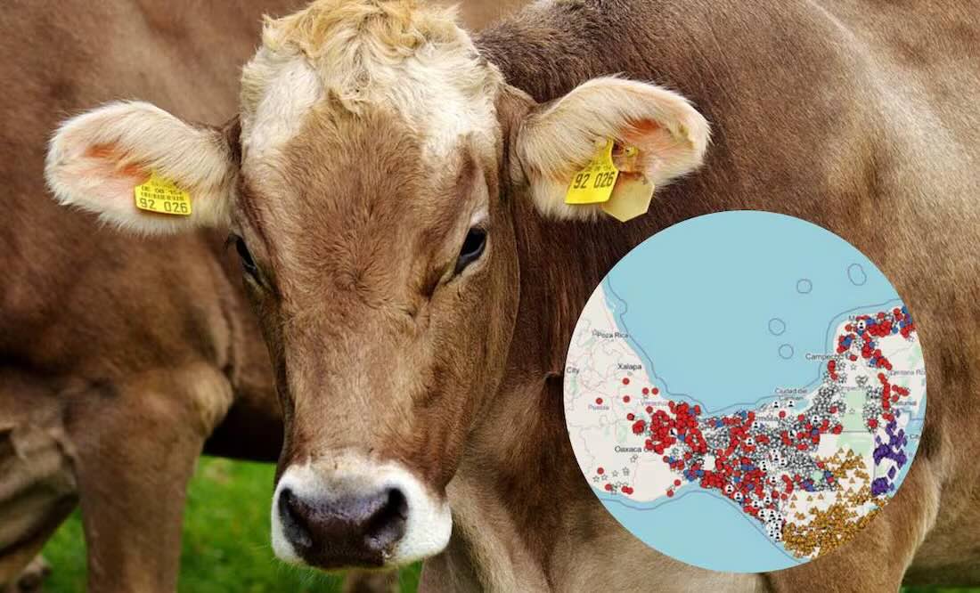 De 1 a 6 mil; así han crecido los casos de gusano barrenador en la frontera sur de México