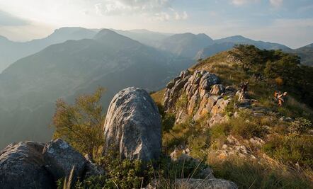 Pumas acechan a ganado en comunidades de Querétaro