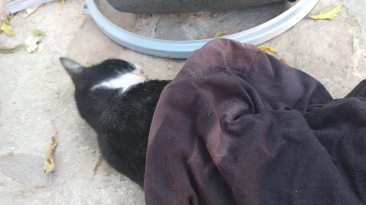 Envenenan a seis gatitos en Tequisquiapan; "basta de maltrato", piden en redes sociales