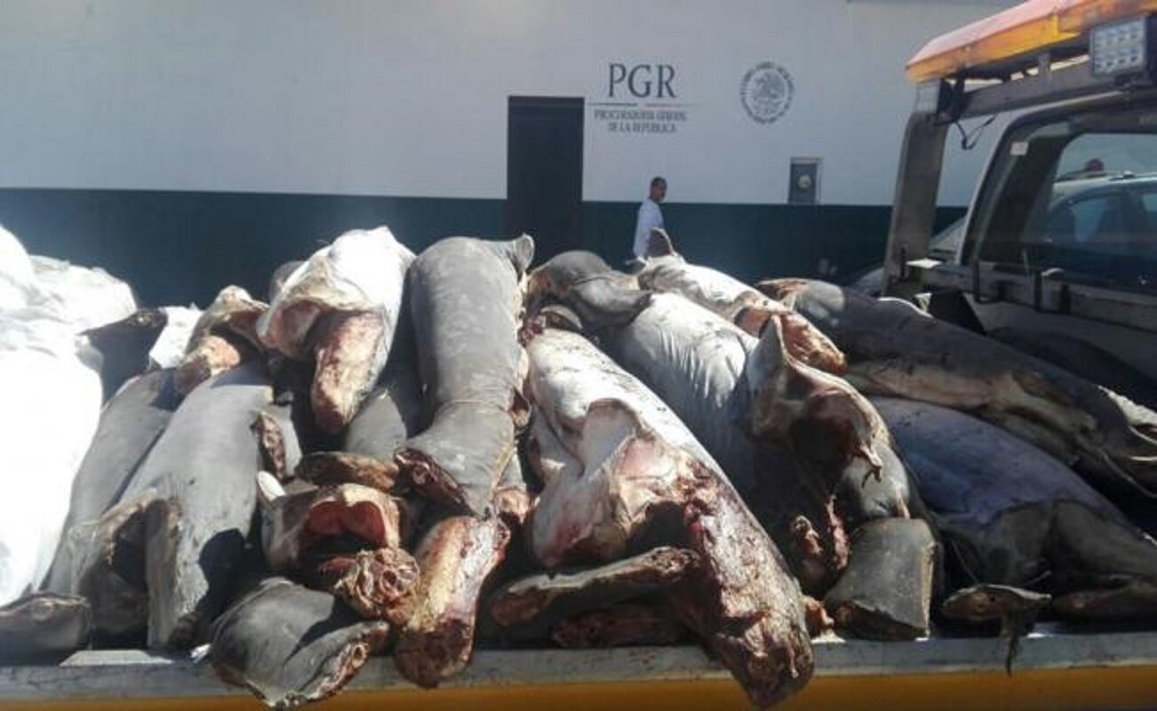 Tiran 42 tiburones muertos en carretera de Michoacán