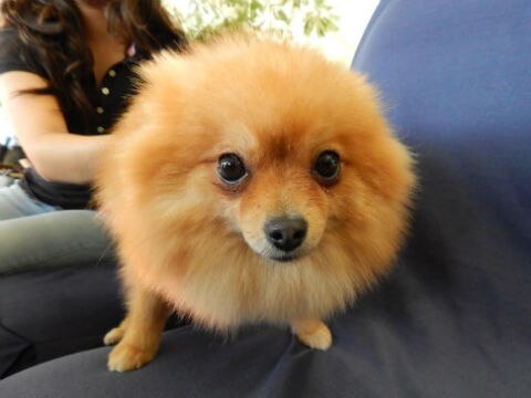 Expo Canina dejará derrama de 5 mdp 