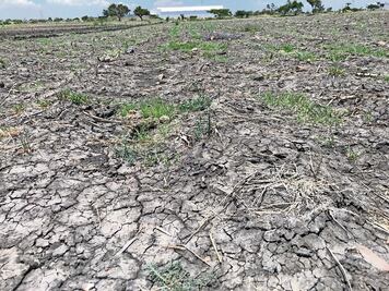 Siembra de temporal, casi nula este año