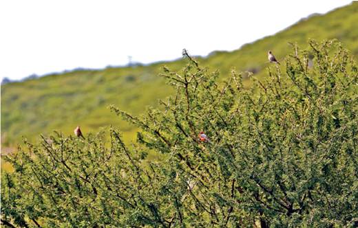 Tramitan 20 amparos por reserva “El Batán”