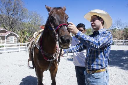 Caballos, una opción para salir de la adicción