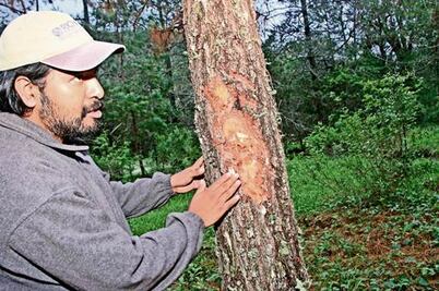 Alertan sobre plagas en la Sierra Gorda