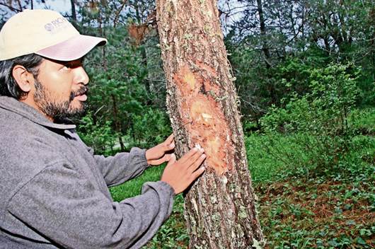 Alertan sobre plagas en la Sierra Gorda