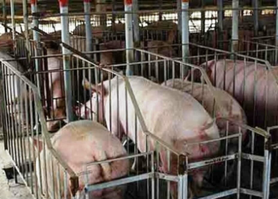 Ingresa Querétaro a mercado chino