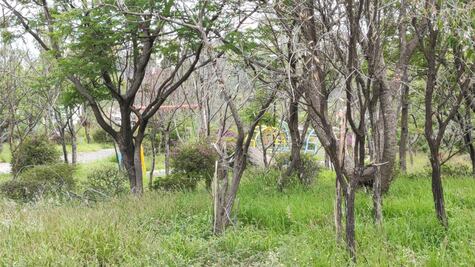 Las áreas verdes corren el riesgo de ser privatizadas, dice Morena 