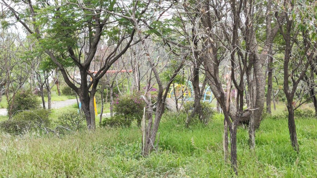 Las áreas verdes corren el riesgo de ser privatizadas, dice Morena