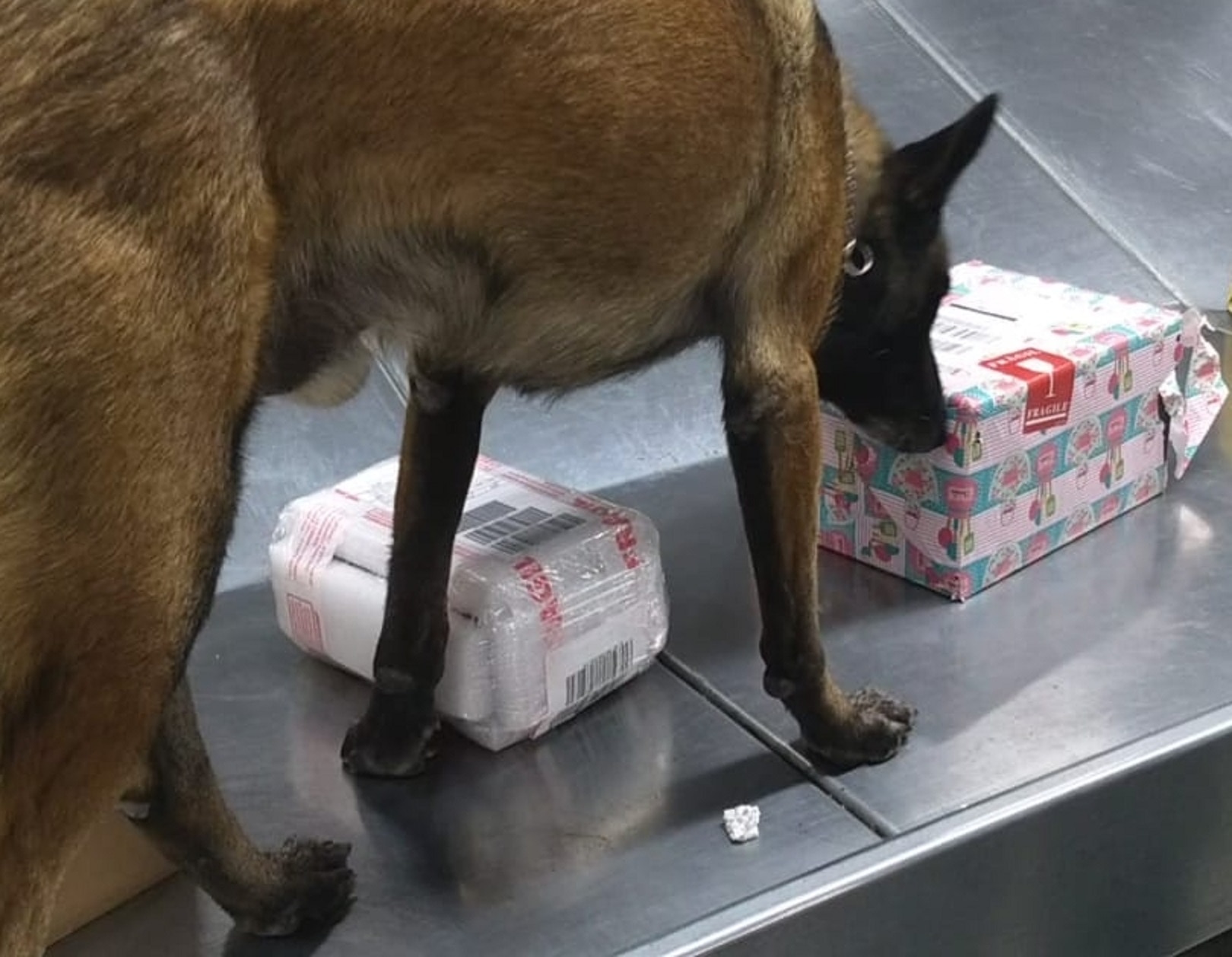 Detectan droga en AIQ