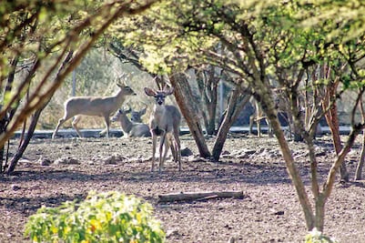 Cimatario no dejará de ser área protegida