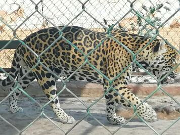 Video. Internautas piden rescatar al Zoológico Wamerú