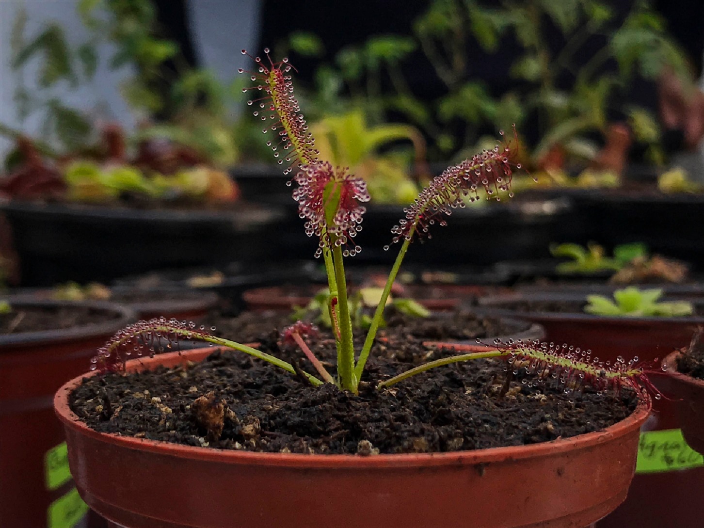 #NuestrasHistorias: Difunden aprendizaje en la venta de plantas carnívoras