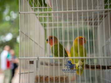 Crianza con alas: pasión por coloridos canarios