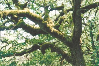 Inquietudes íntimas llegan a Galería Libertad