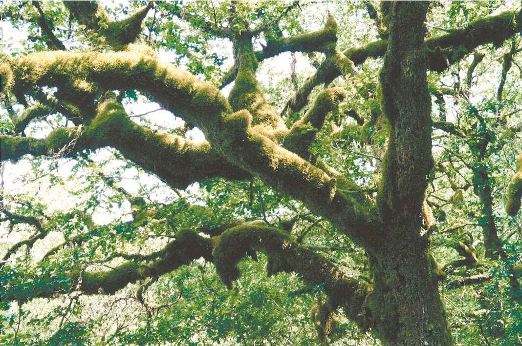 Inquietudes íntimas llegan a Galería Libertad