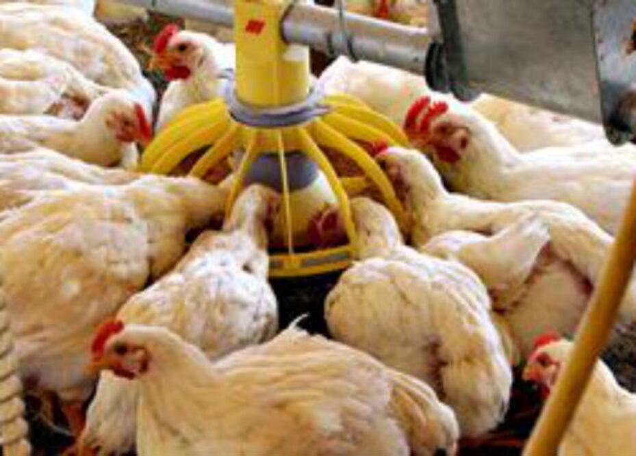 Aumenta precio de huevo en al menos 9 estados