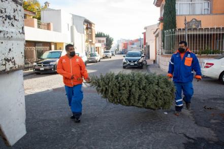 Inicia la campaña de recolección de arbolitos de Navidad en el municipio de Querétaro 