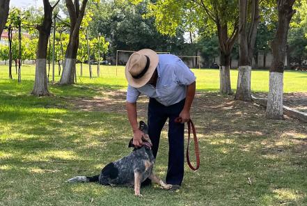 Leónidas, el lomito sobreviviente al descuido humano en Querétaro
