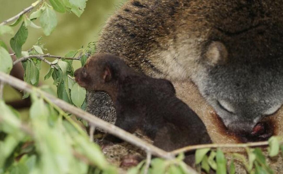 Los cuscús viven en la isla indonesia de Célebes, en los partes superiores de la selva tropical. Foto: AP/Monika Gorska