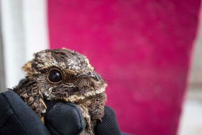 Video. Tapacaminos cuerporrín mexicano, el ave localizada en calles de Querétaro