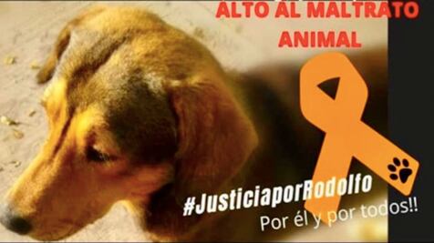 #Video. "Ni una patita más", gritan en Querétaro para pedir justicia por Rodolfo Corazón