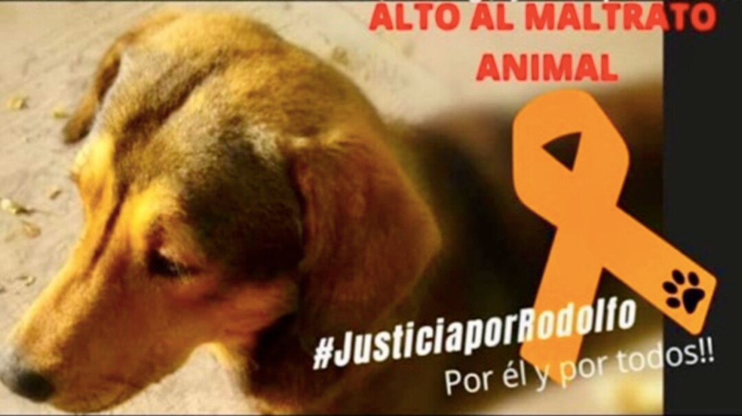 #Video. "Ni una patita más", gritan en Querétaro para pedir justicia por Rodolfo Corazón