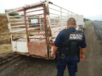 S.S.P.T.M. frustra robo de porcinos