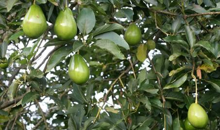 Construye CONAZA Olla de Agua para productores de aguacate en San Joaquín