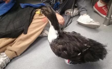 La patita va al mercado… ¿en el Metro y con tenis?