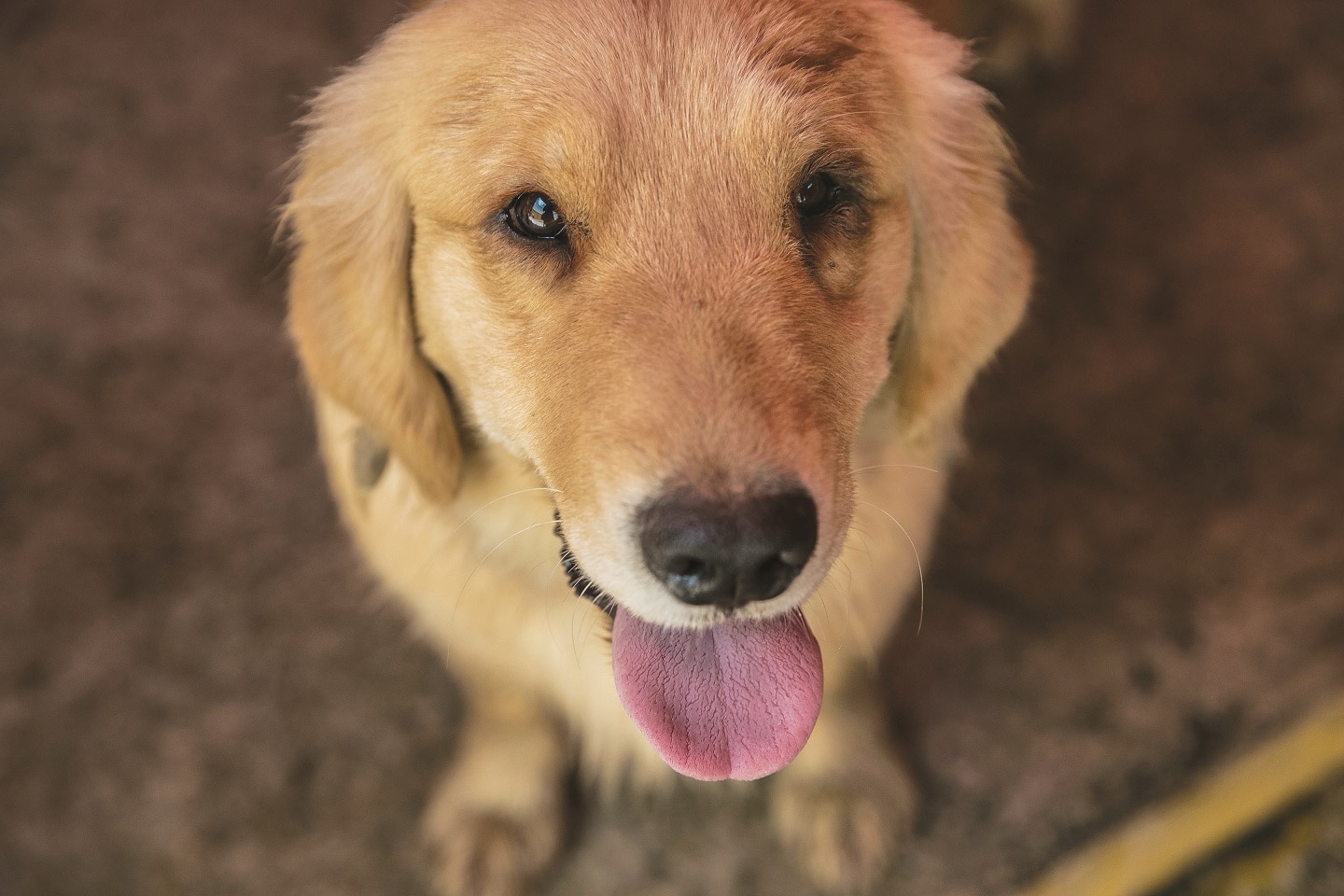 Anuncian primera vacuna antiCovid para animales