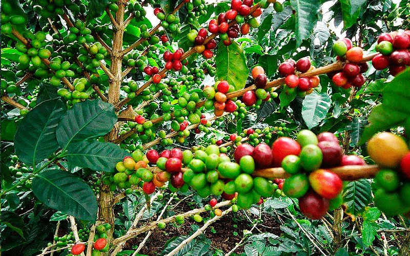 Café Cereza de tipo arábica. Foto: Querétaro Travel