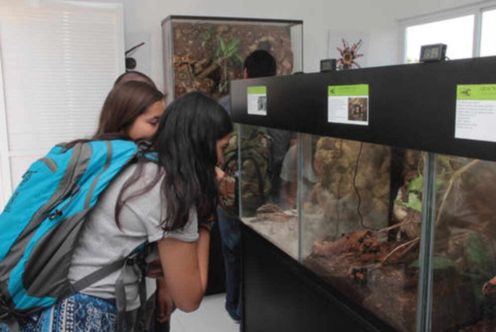 Aracnario de la UAQ abre sus puertas al público