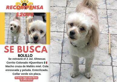 Buscan a Bolillo en Querétaro; el lomito se perdió en Cerrito Colorado